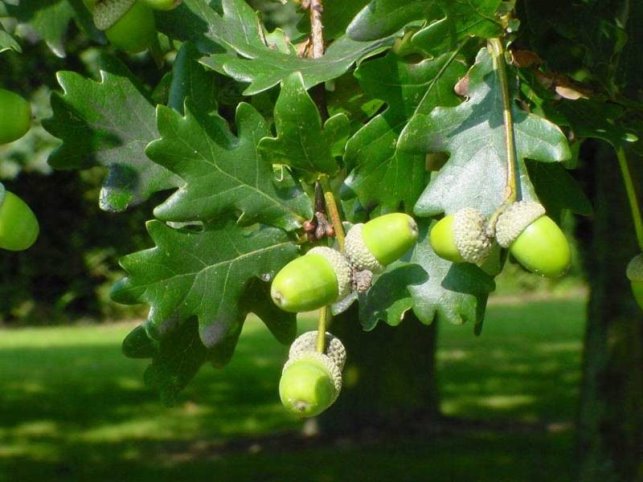 Дуб звичайний (Quercus robur pyramidalis) купити, Дуб звичайний (Quercus  robur pyramidalis) ціна, Дуб звичайний (Quercus robur pyramidalis) недорого